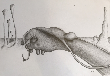 IMG_1177.png